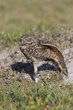 Burrowing Owl, Athene cunicularia