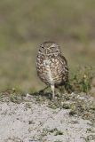 Burrowing Owl, Athene cunicularia