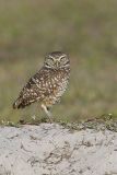 Burrowing Owl, Athene cunicularia