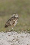 Burrowing Owl, Athene cunicularia