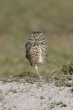 Burrowing Owl, Athene cunicularia