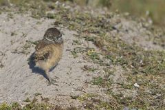 Burrowing Owl, Athene cunicularia