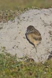 Burrowing Owl, Athene cunicularia