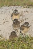 Burrowing Owl, Athene cunicularia