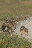 Burrowing Owl, Athene cunicularia