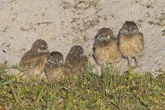 Burrowing Owl, Athene cunicularia