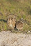 Burrowing Owl, Athene cunicularia