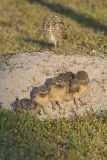 Burrowing Owl, Athene cunicularia