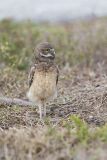 Burrowing Owl, Athene cunicularia