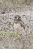 Burrowing Owl, Athene cunicularia