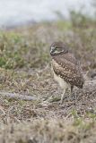 Burrowing Owl, Athene cunicularia