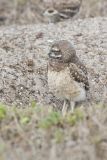 Burrowing Owl, Athene cunicularia