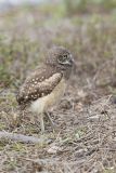 Burrowing Owl, Athene cunicularia