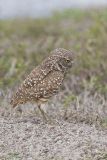 Burrowing Owl, Athene cunicularia