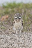 Burrowing Owl, Athene cunicularia