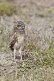 Burrowing Owl, Athene cunicularia