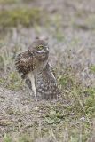 Burrowing Owl, Athene cunicularia