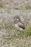 Burrowing Owl, Athene cunicularia
