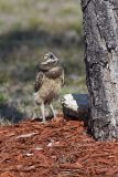 Burrowing Owl, Athene cunicularia