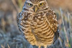 Burrowing Owl, Athene cunicularia