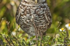 Burrowing Owl, Athene cunicularia
