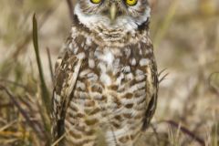 Burrowing Owl, Athene cunicularia