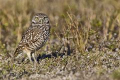 Burrowing Owl, Athene cunicularia