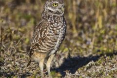 Burrowing Owl, Athene cunicularia