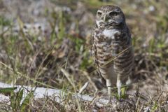 Burrowing Owl, Athene cunicularia