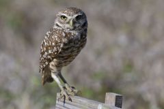 Burrowing Owl, Athene cunicularia