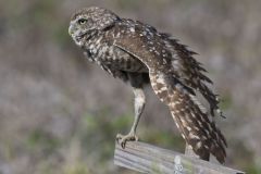 Burrowing Owl, Athene cunicularia