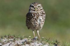 Burrowing Owl, Athene cunicularia