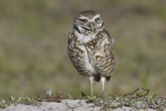 Burrowing Owl, Athene cunicularia