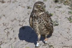 Burrowing Owl, Athene cunicularia