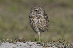 Burrowing Owl, Athene cunicularia