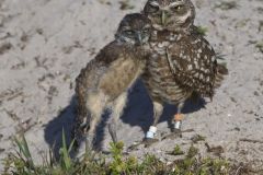 Burrowing Owl, Athene cunicularia