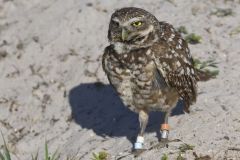 Burrowing Owl, Athene cunicularia