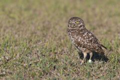 Burrowing Owl, Athene cunicularia
