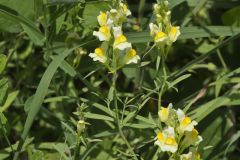 Butter and Eggs, Linaria vulgaris