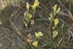 Butter and Eggs, Linaria vulgaris