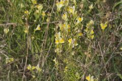 Butter and Eggs, Linaria vulgaris