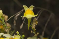 Butter and Eggs, Linaria vulgaris