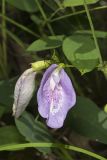 Butterfly Pea, Clitoria mariana