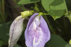 Butterfly Pea