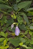 Butterfly Pea, Clitoria mariana