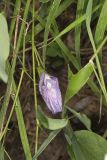Butterfly Pea, Clitoria mariana