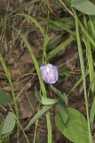 Butterfly Pea, Clitoria mariana
