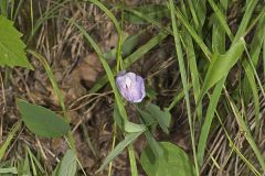 Butterfly Pea, Clitoria mariana