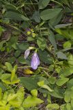 Butterfly Pea, Clitoria mariana