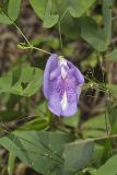Butterfly Pea, Clitoria mariana